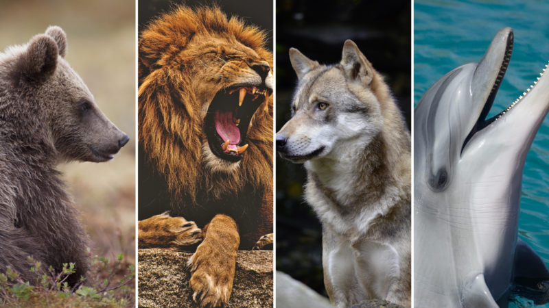 bear, lion, wolf, dolphin, representing different chronotypes